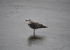 2016-09-15 tm 2016-09-17 Ameland